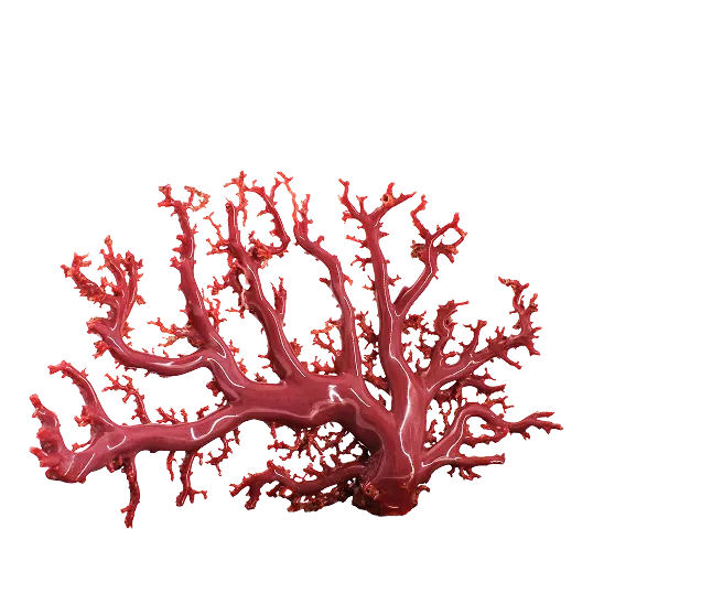 珊瑚買取なら、専門店の日晃堂へ